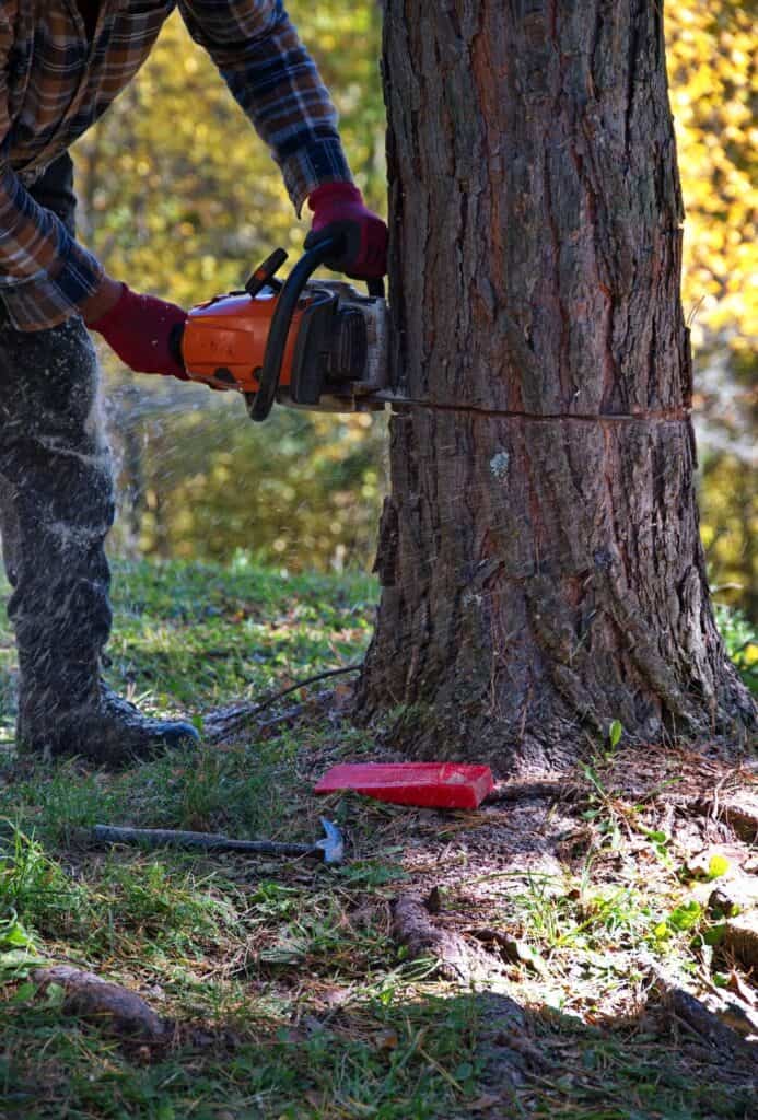 arborist-cutting-a-tree-with-chainsaw-2023-11-27-05-32-50-utc-AR0yPOV9w5U1057e (1) - losangelesgardenpros.com