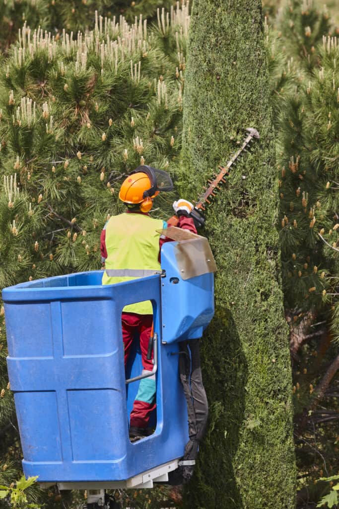 tree debris removal service near me tree removal service with payment plan near me
