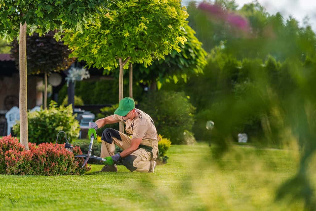 professional-gardener-trimming-flowering-shrub-2023-11-27-05-32-08-utc-mjEvJx7QRDF15eb5 - losangelesgardenpros.com