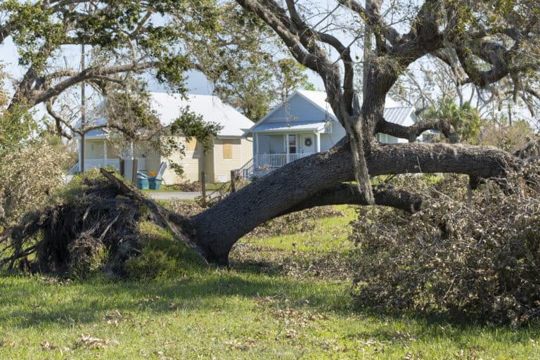 Tree removal after hurricane damage in Florida home backyard Fallen down debris after strong tropical storm winds Consequences of natural disaster - losangelesgardenpros.com emergency tree removal services free tree removal service tree stump removal services